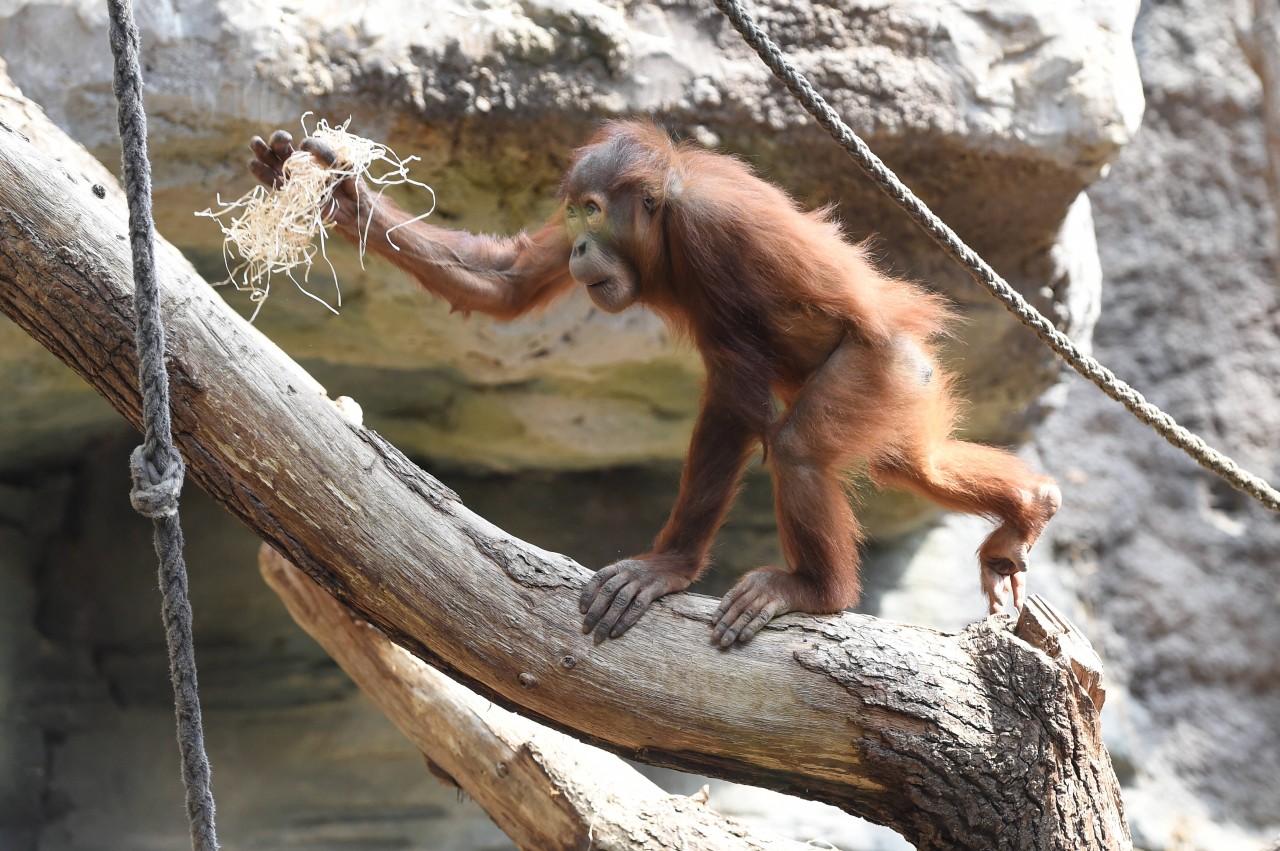 Ein Orang-Utan im Frankfurter Zoo.