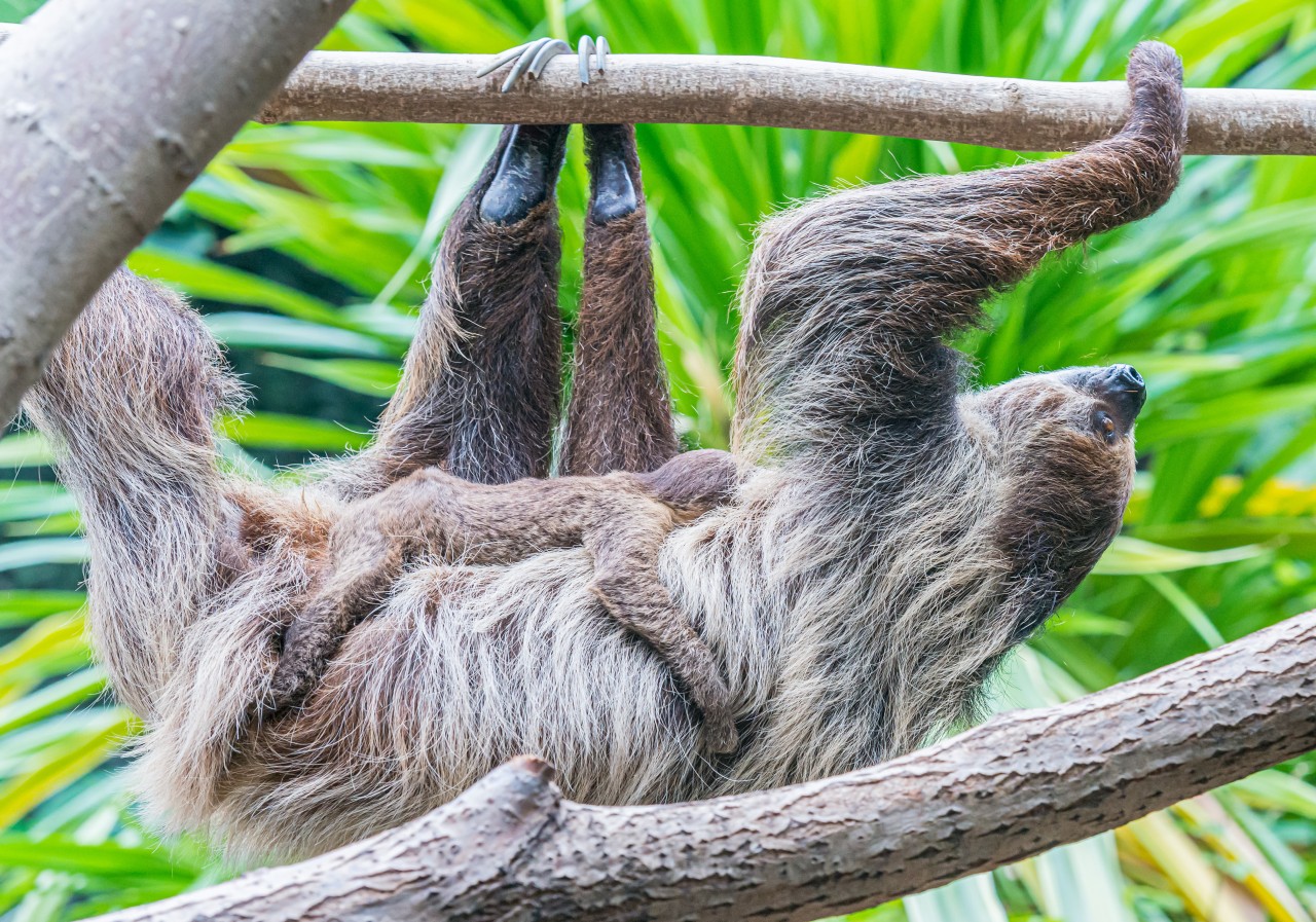 Im Zoo Duisburg ist Faultier-Dame Livi aus Salzburg eingezogen. (Symbolbild)