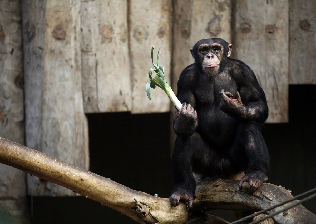 Zoo Krefeld Schimpanse.jpg