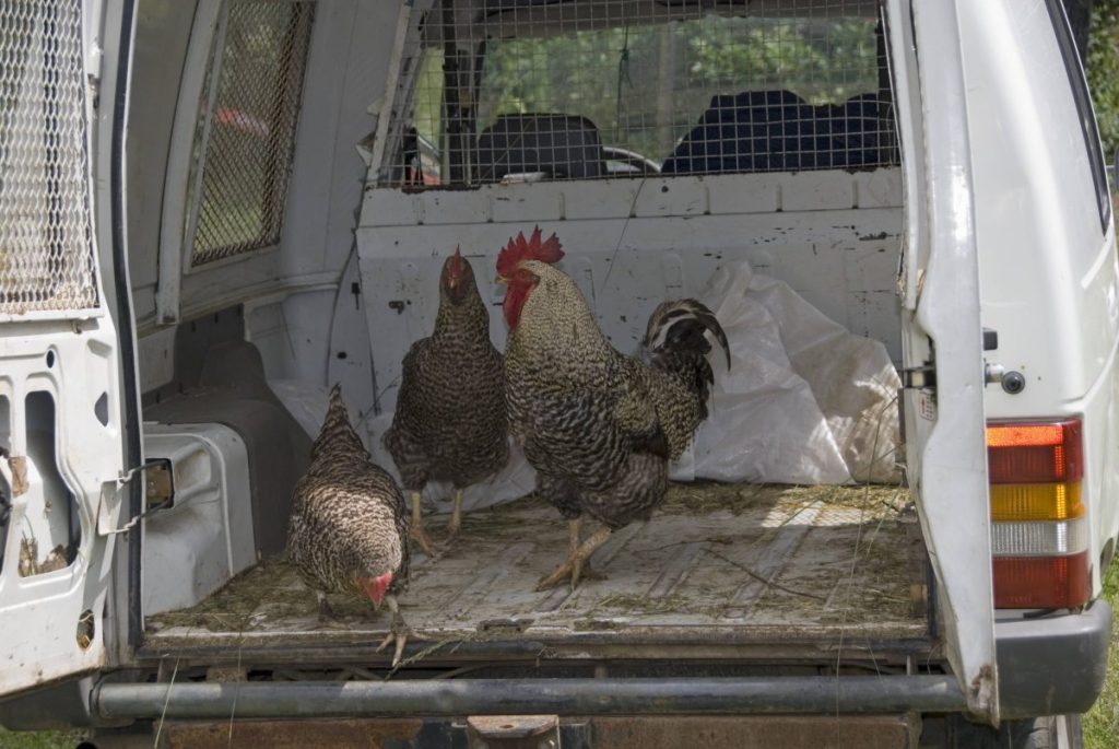 NRW: Hühnertransporter