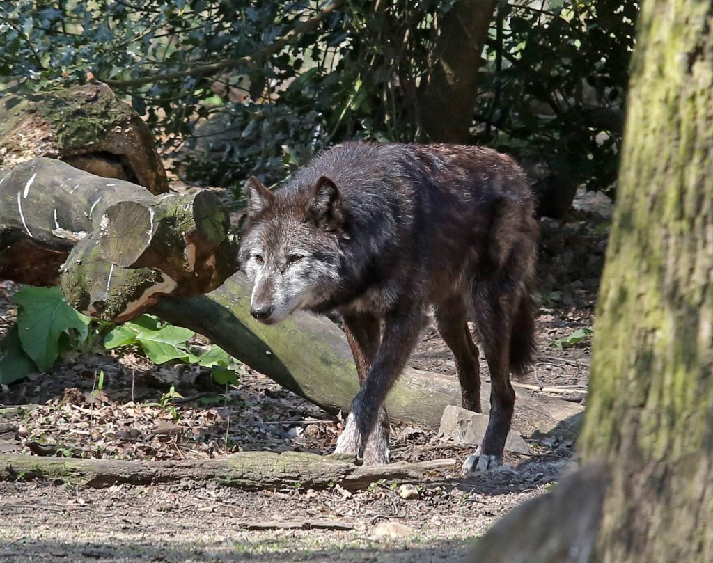 Ein Wolf pirscht sich an.