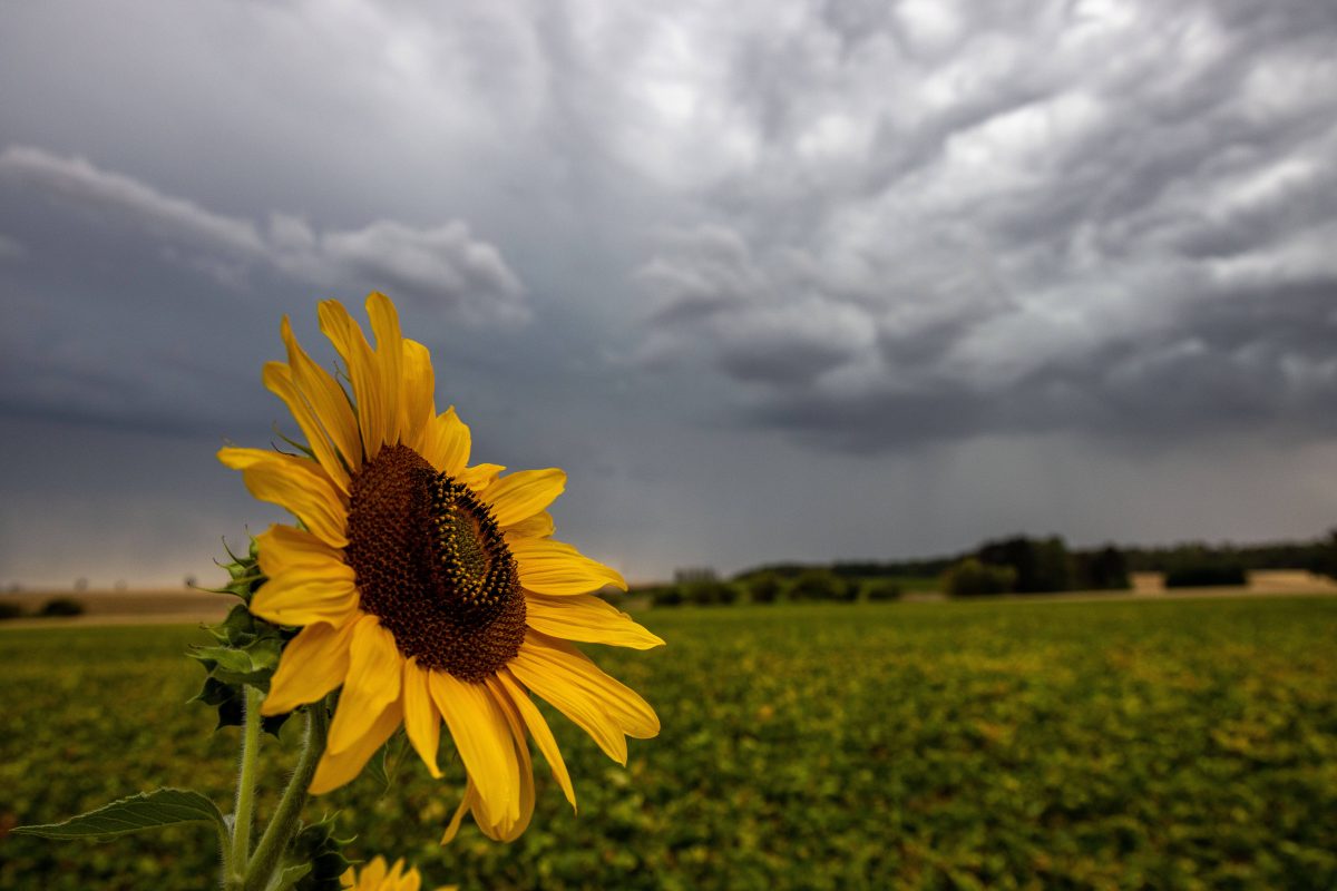 Wetter in NRW: Sonnenblume vor düsterem Wolkenhimmel