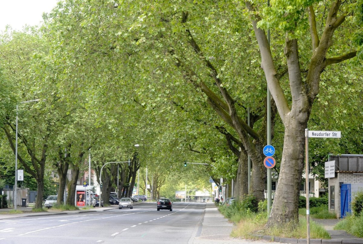 Allee an der Koloniestraße in.jpg