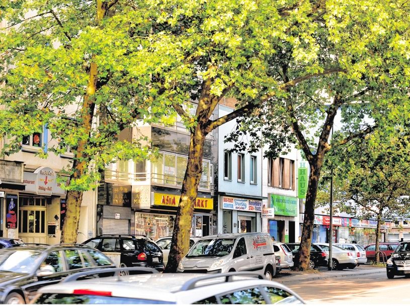 Duisburger Baumschützer und der BUND wollen mit einem Bürgerbegehren die Platanen an der Mercatorstraße retten.