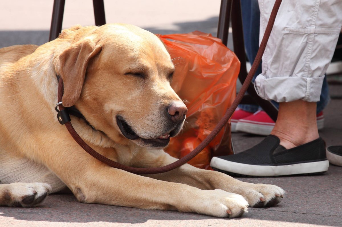 Hund liegt auf der Straße neben seinem Herrchen