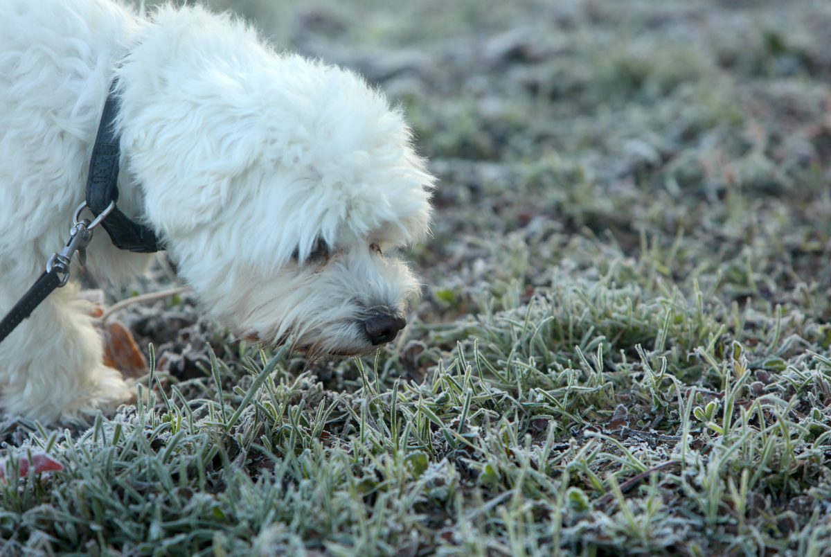 Hund Malteser schnüffelt Wiese