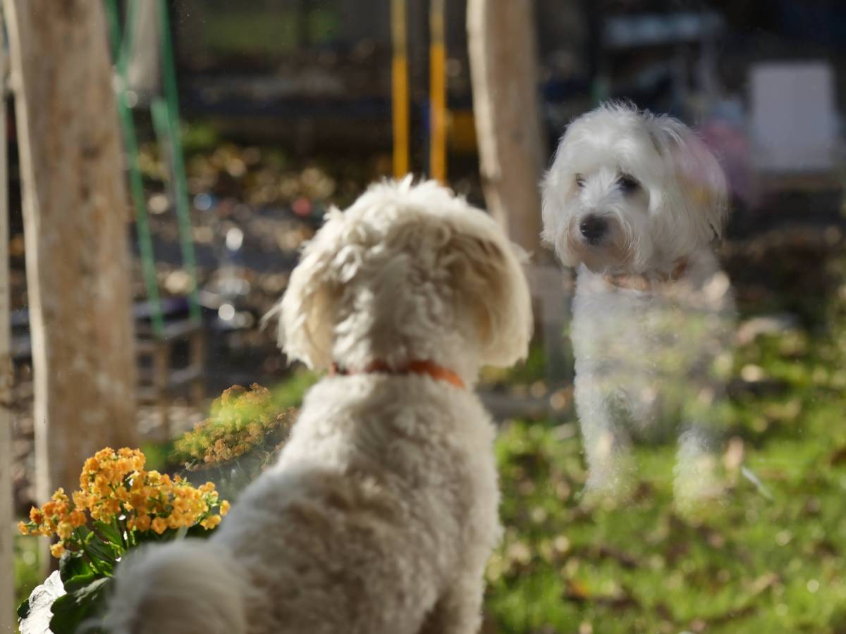 Die Geschichte von Hund Tom aus dem Ruhrgebiet bricht nicht nur Tierheim-Mitarbeitern das Herz! (Symbolbild)