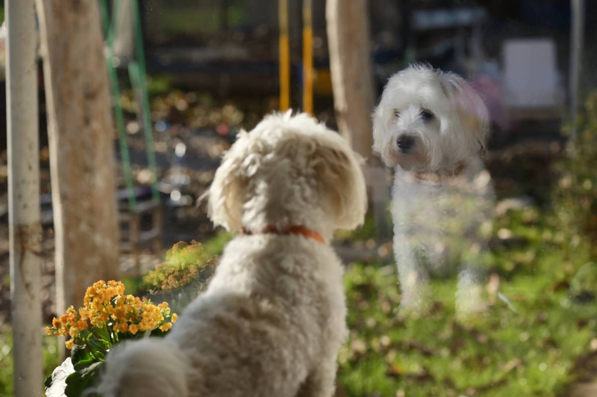 Die Geschichte von Hund Tom aus dem Ruhrgebiet bricht nicht nur Tierheim-Mitarbeitern das Herz! (Symbolbild)