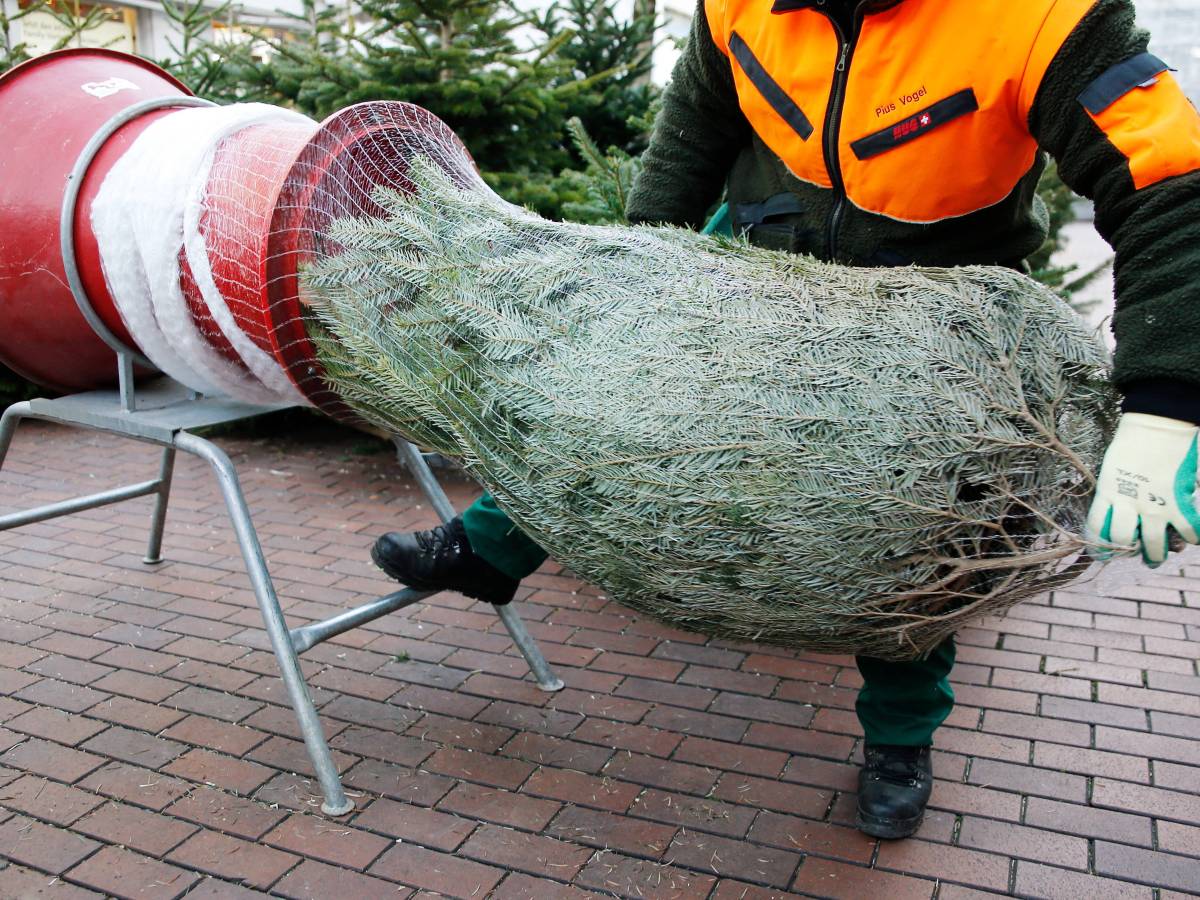 Weihnachtsbaum