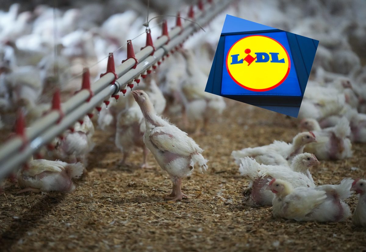 Lidl Geflügel