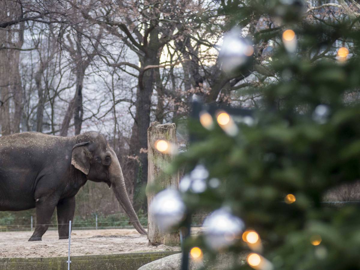 Kölner Zoo