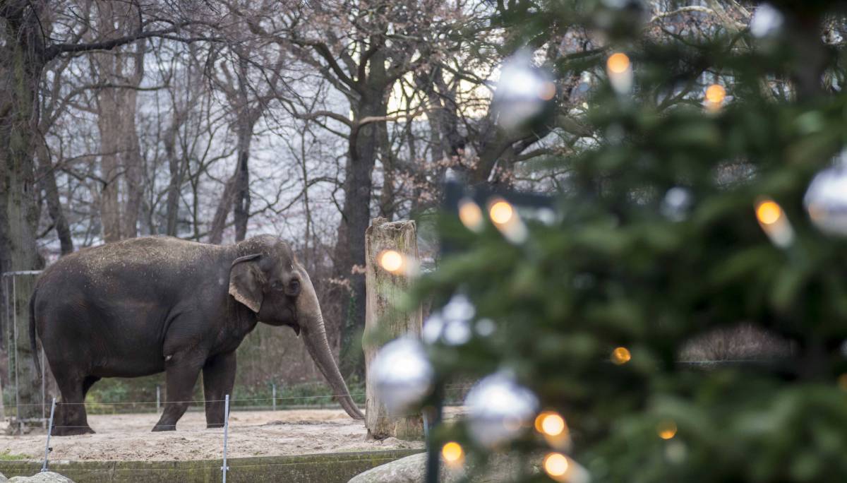 Kölner Zoo