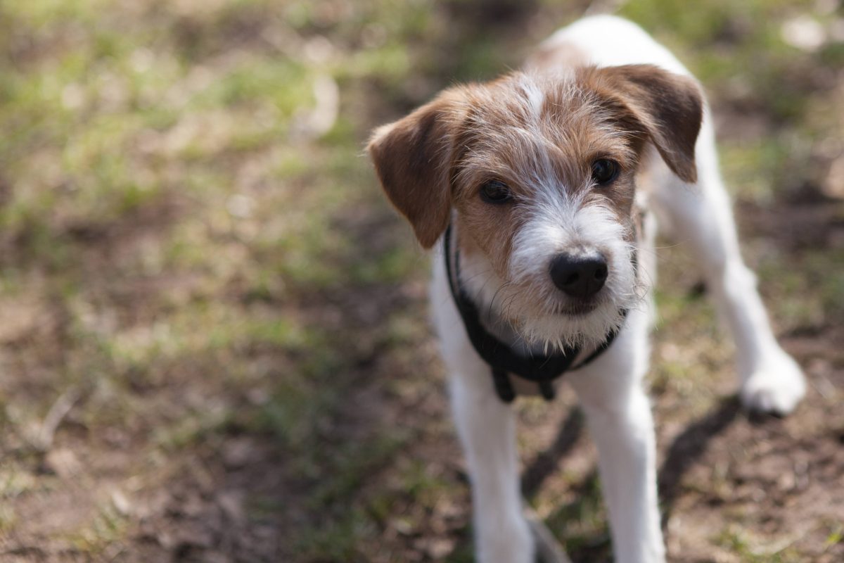 Hund in NRW Kromfohrländer Symbolbild