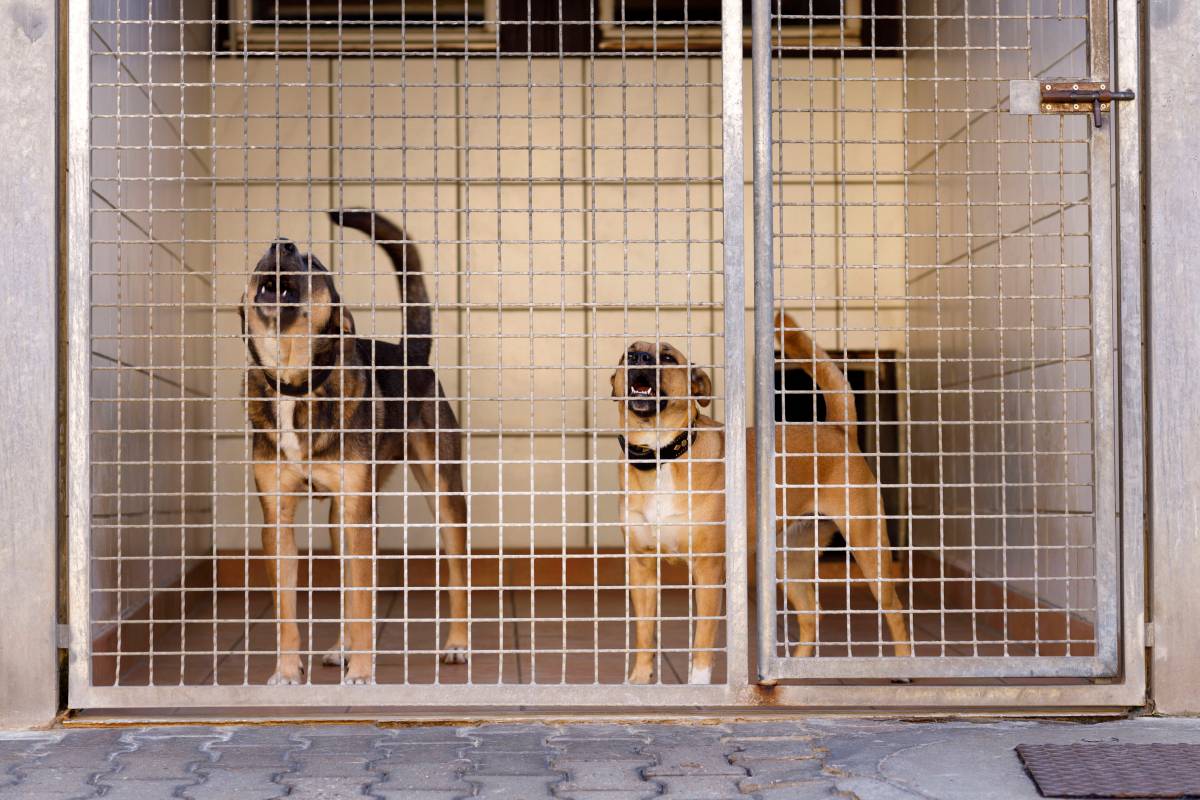 Tierheim in NRW: Die Einrichtung platzt aus allen Nähten!