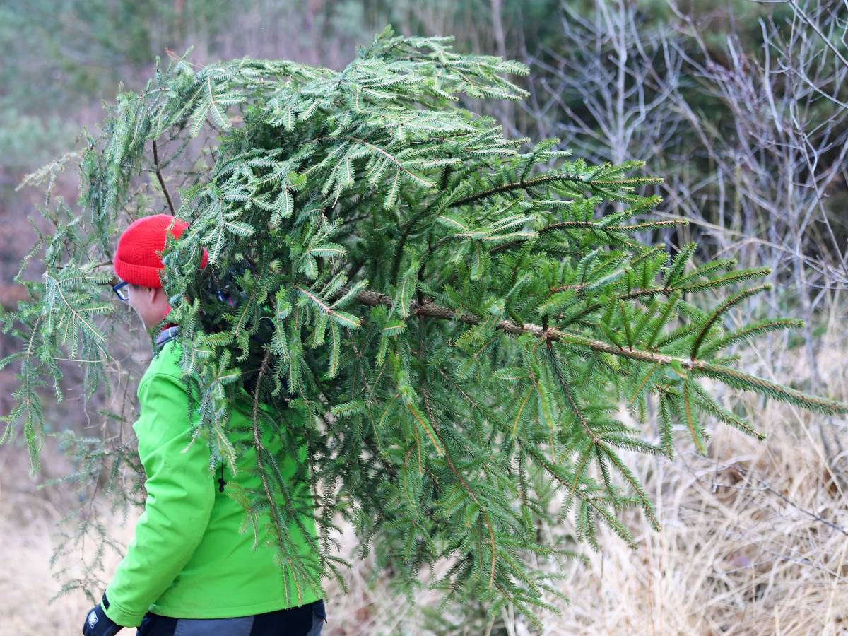 Weihnachtsbaum