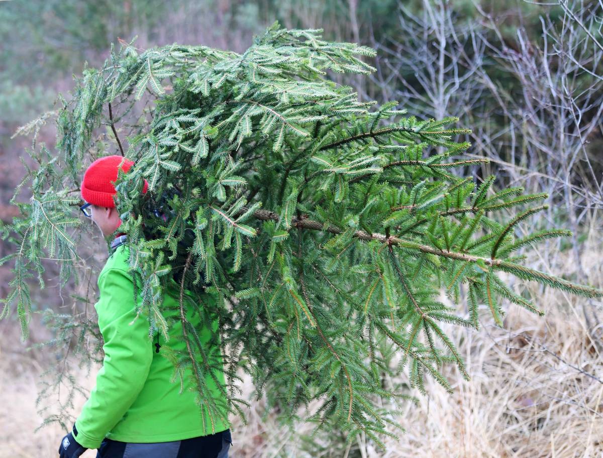 Weihnachtsbaum