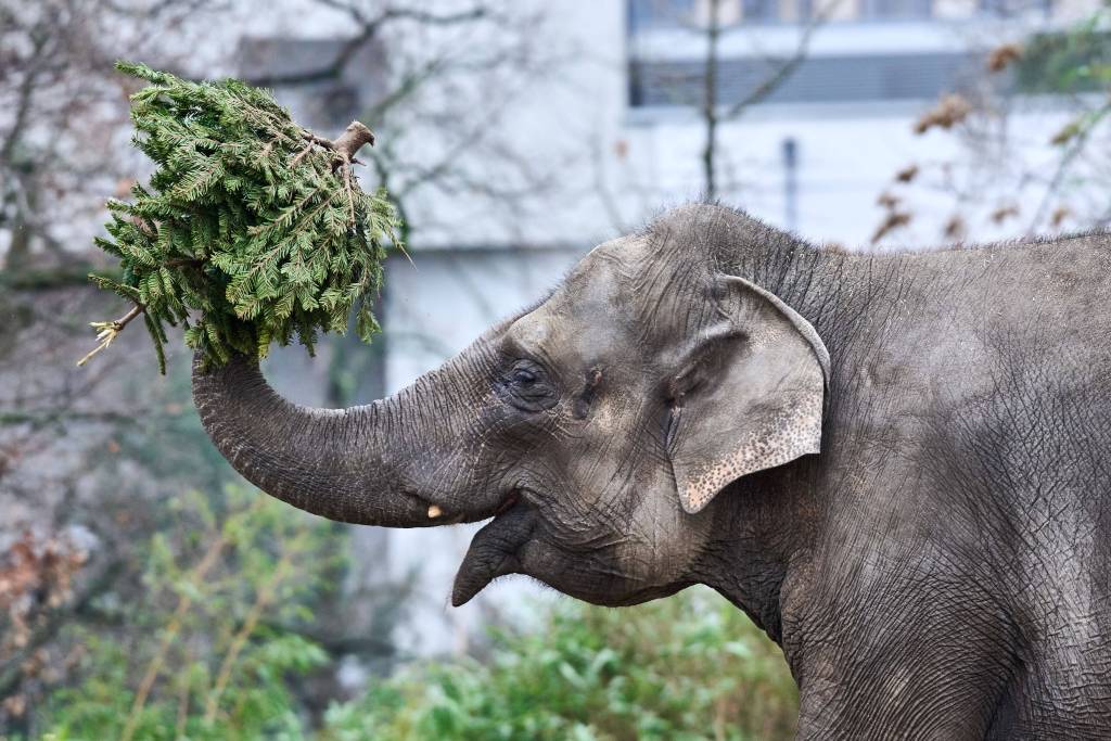 Kölner Zoo