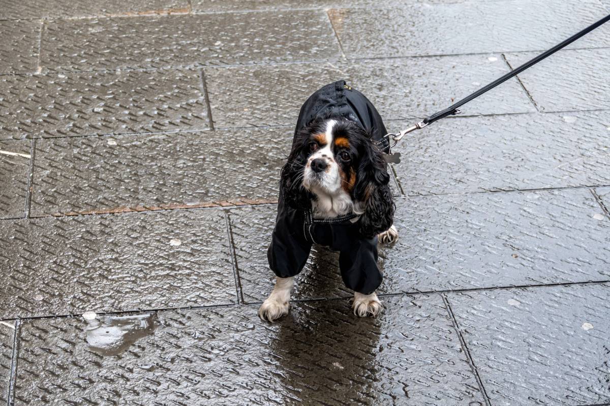 Hund in NRW