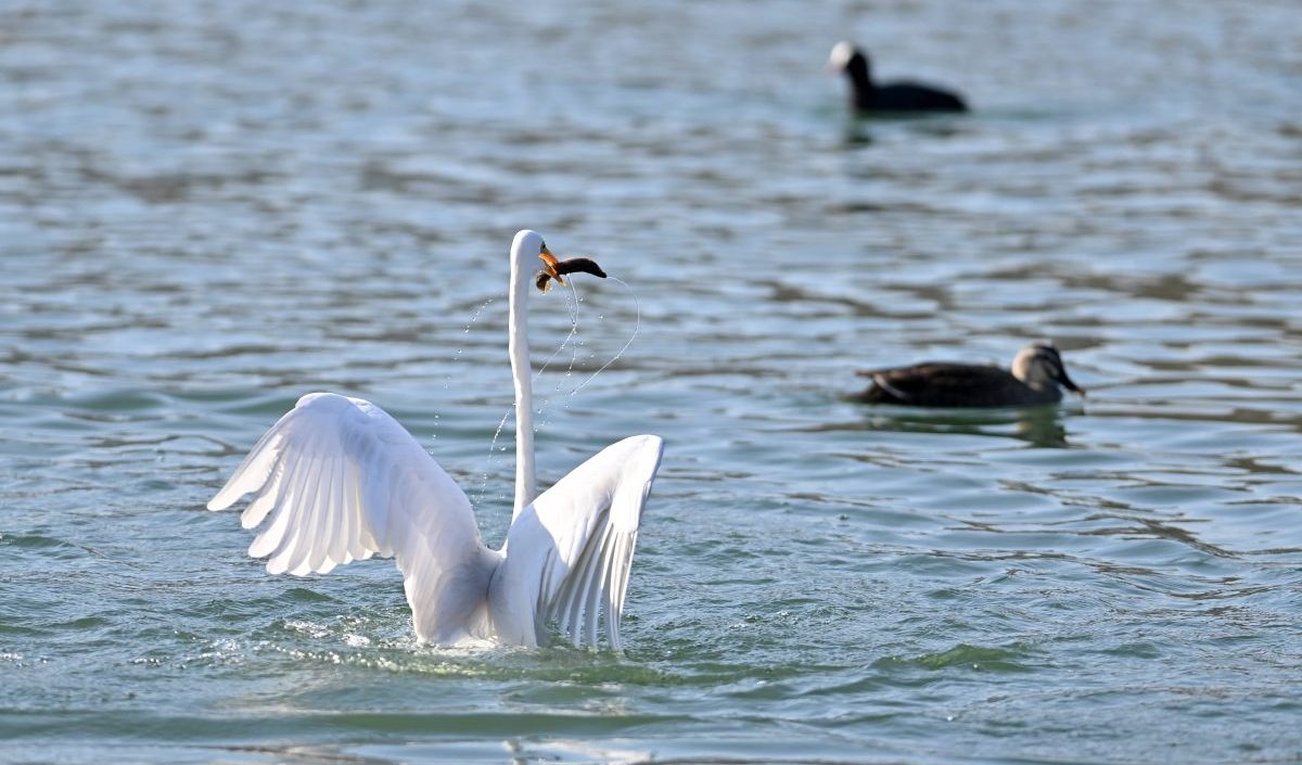 Oberhausen Schwan Symbolbild