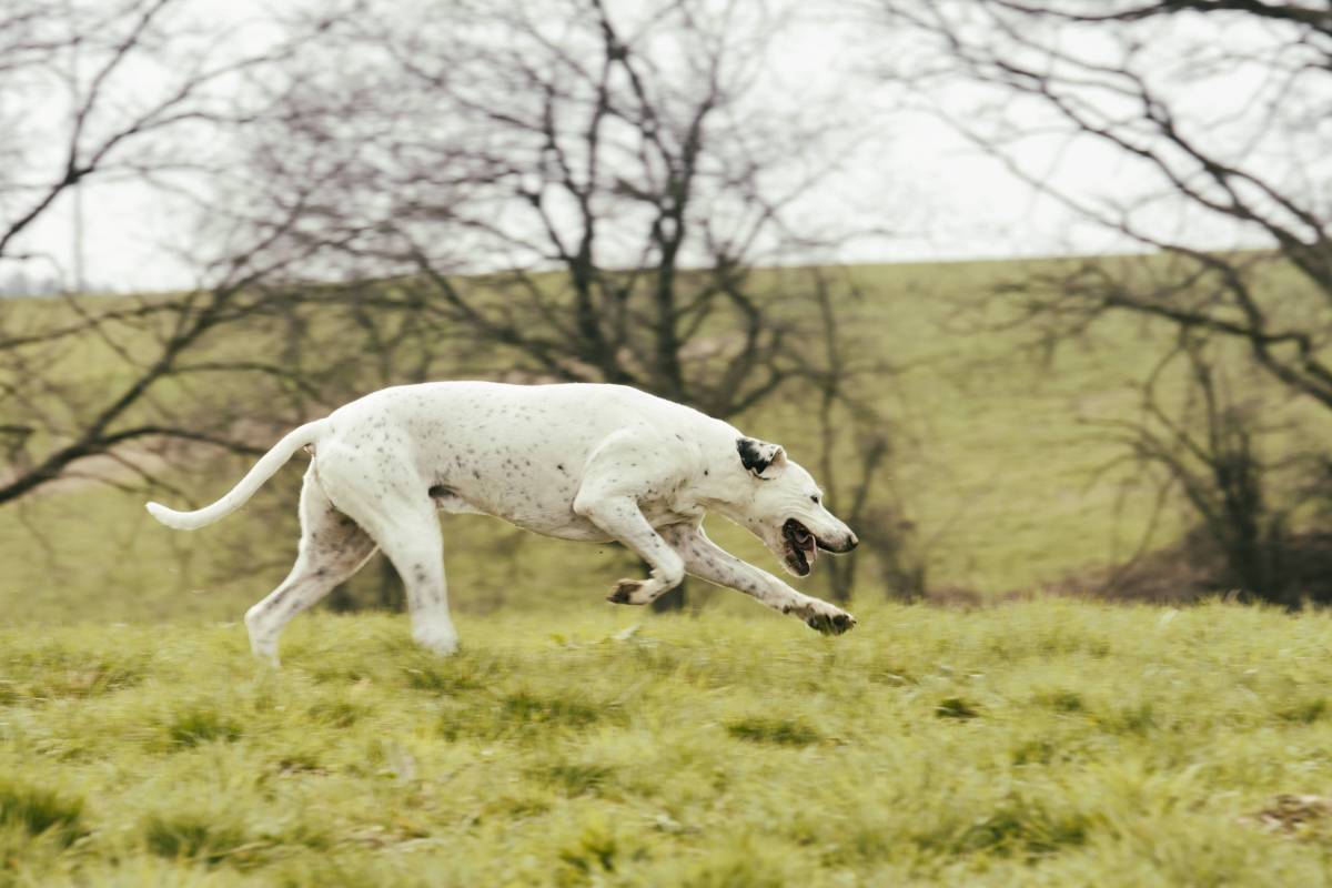 Hund NRW