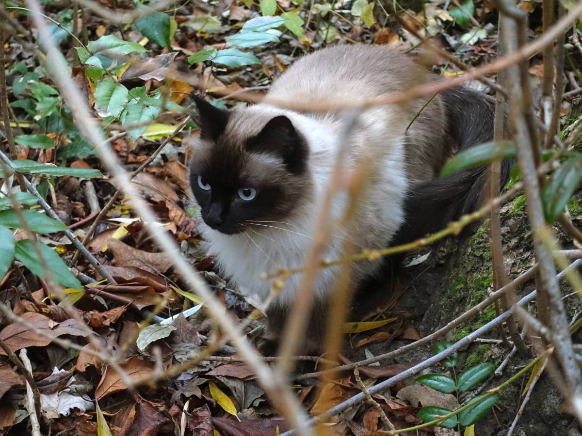 Tierheim in NRW: Zwei niedliche Vierbeiner im Wald ausgesetzt.