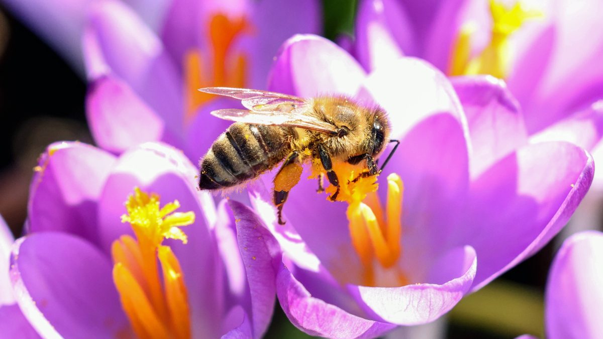 Wetter in NRW Biene auf Blüten