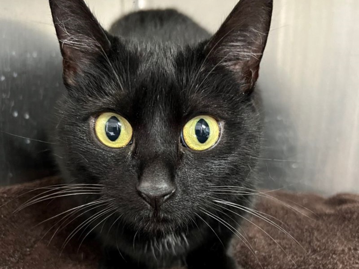 Tierheim in NRW, Bergheim Katze Rosi