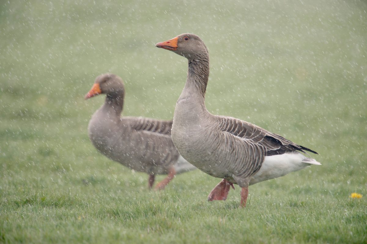 Wildgänse auf Wiese im Regen in NRW