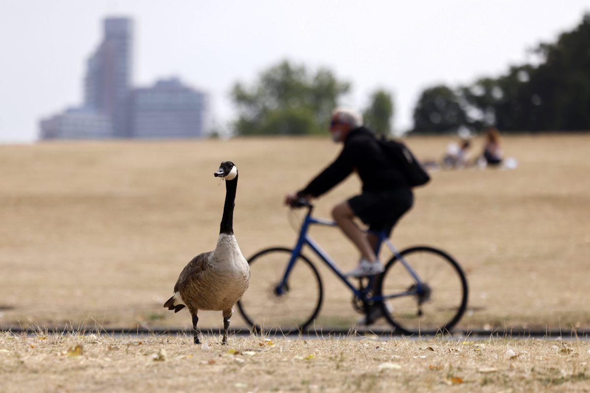 Trockene Wiese in Köln mit Fahrradfahrer und Wildgans im Fokus