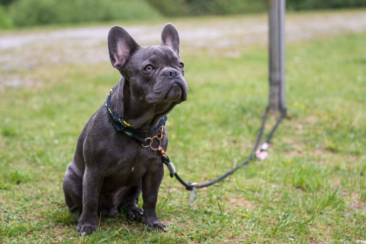 Hund wird im NRW-Tierheim abgegeben. Pfleger ist wütend!