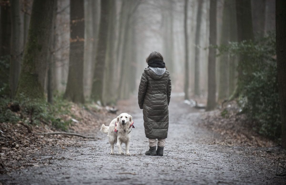 Hund im Wald mit Halterin