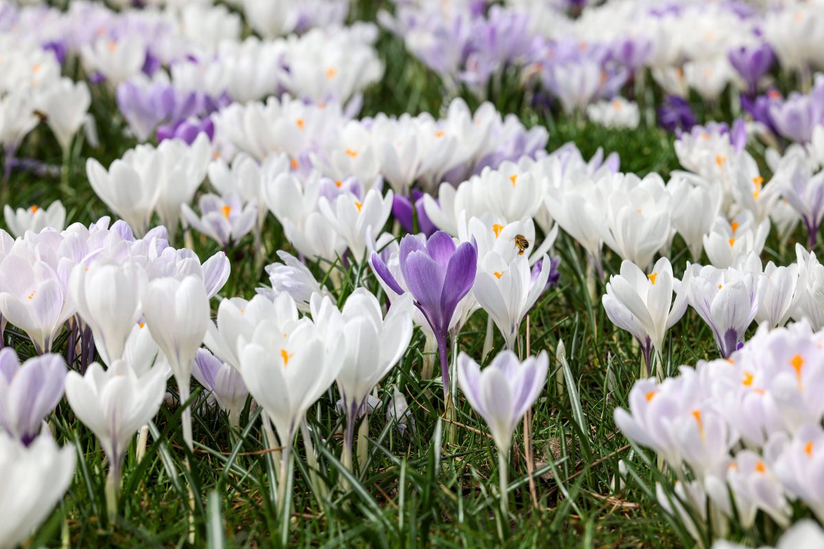 Blumen auf Wiese in NRW