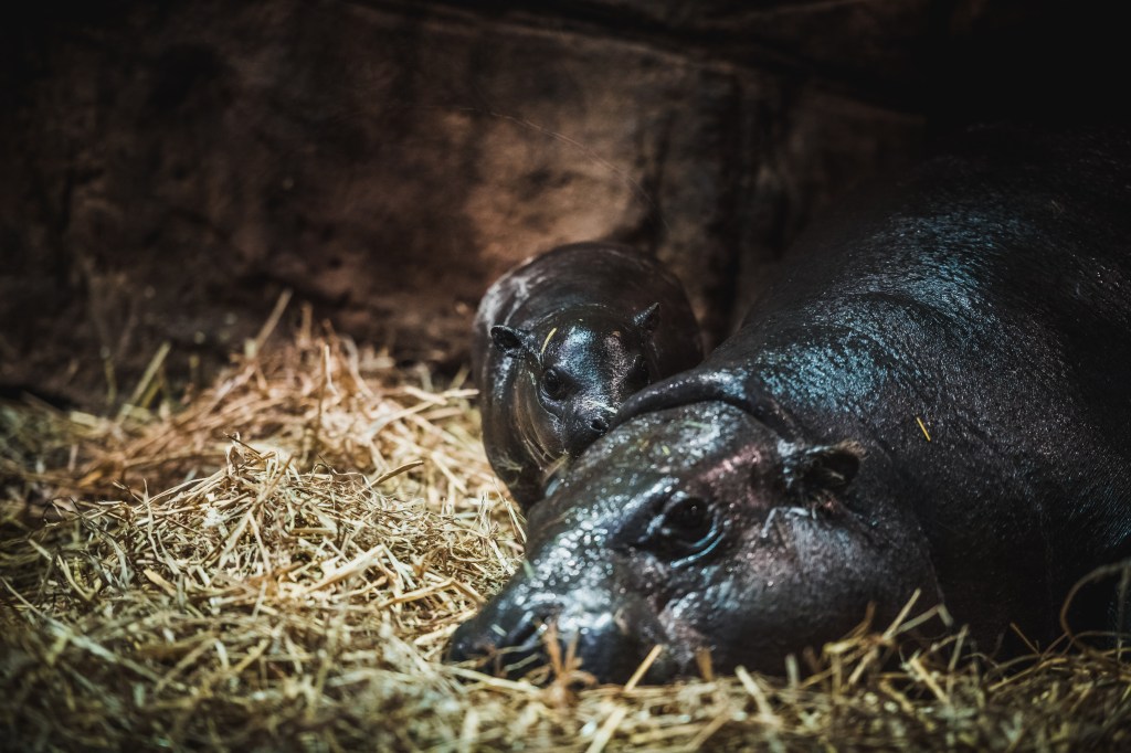 Zwergflusspferde im Zoo Duisburg