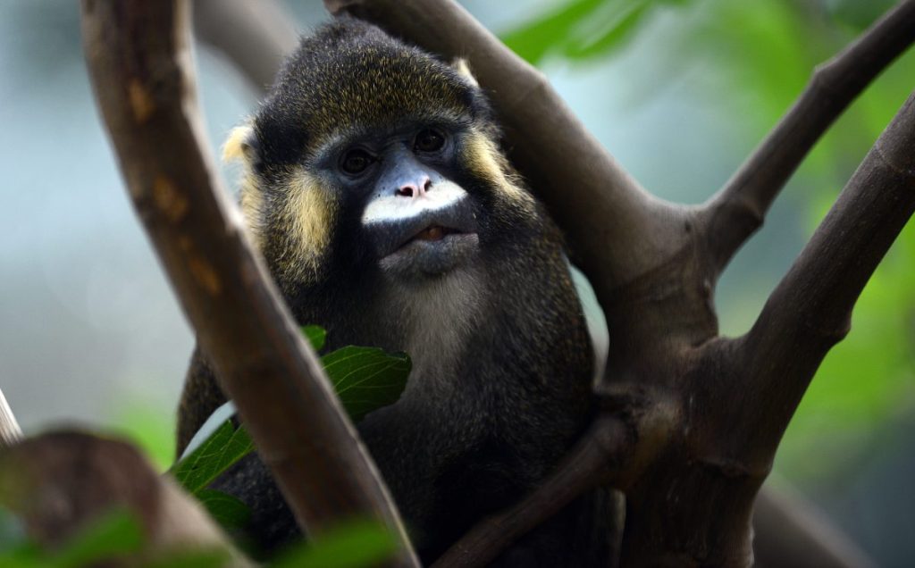 Blaumaulmeerkatze in der Zoom Erlebniswelt