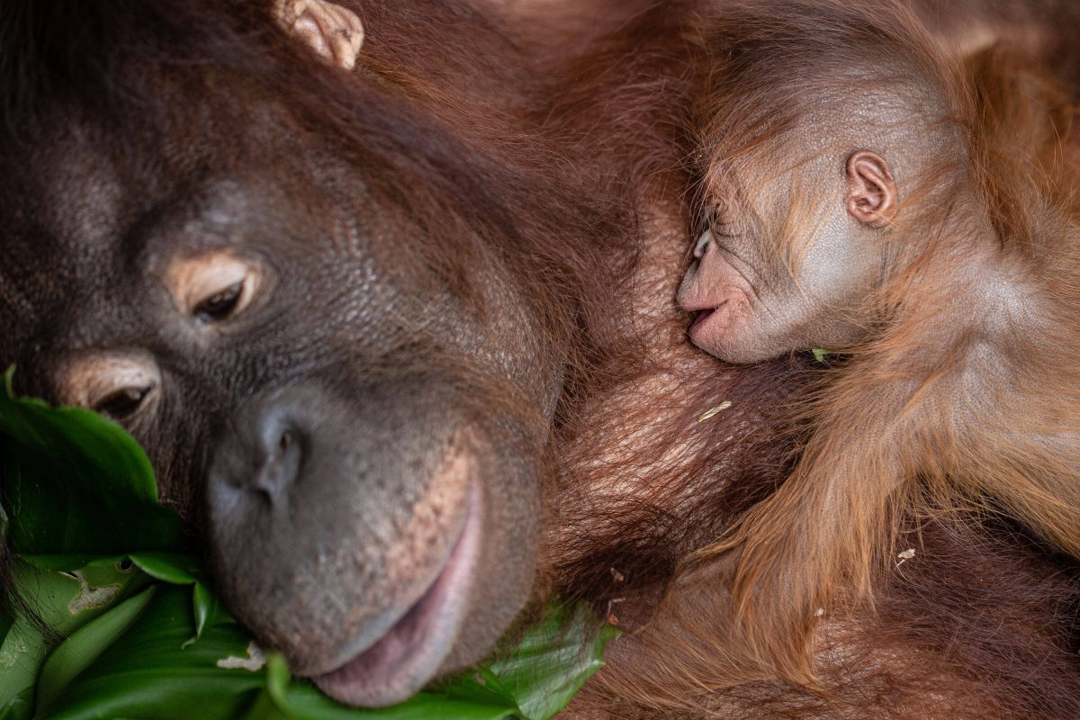 Orang-Utan-Mutter mit Baby im Zoo