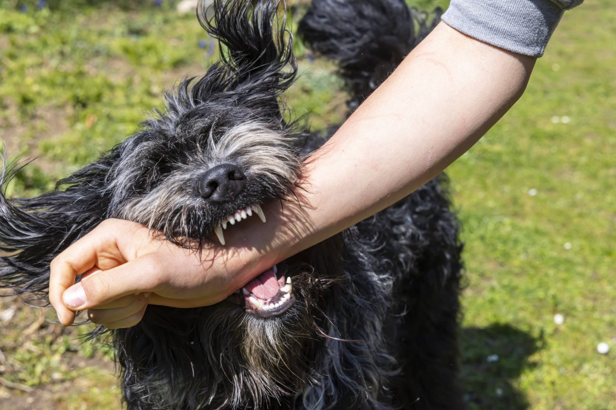 Hund beißt in Arm