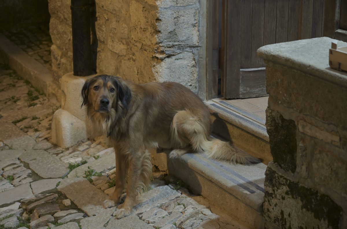 Hund in NRW: Hartes Schicksal wird zu großem Glück.