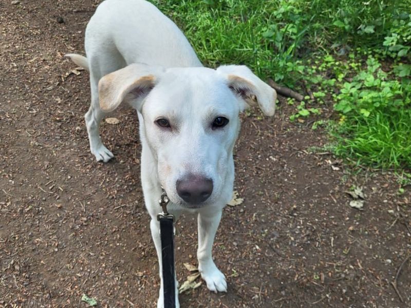 Hund in NRW hilflos seinem Schicksal überlassen – „Fehlen einem die Worte“