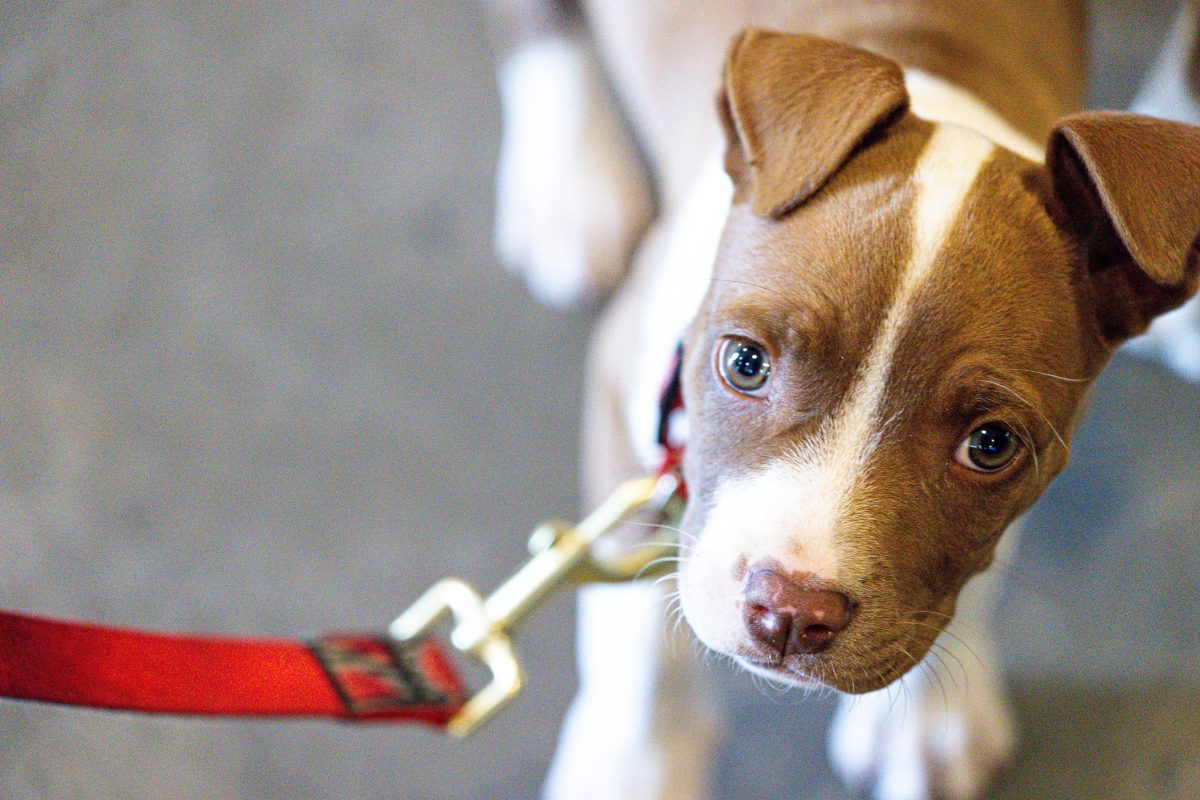 Angeleinter Hunde-Welpe blickt traurig nach oben