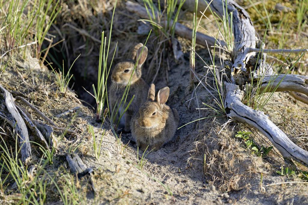 Kaninchen in den Dünen von Norderney