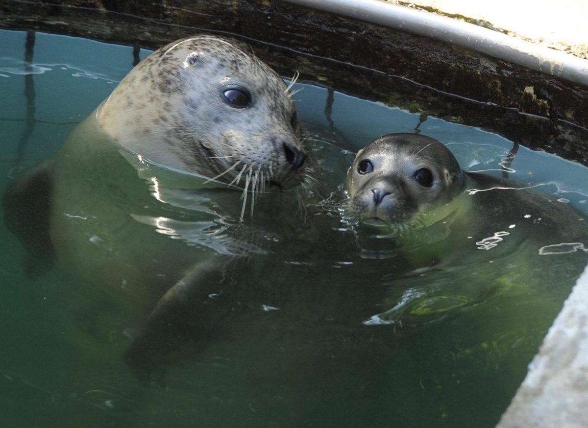 Tierpark Bochum: Nach zehn Jahren wurden zwei Seehund-Junge geboren. Der Tierpark sucht noch nach Namen und muss noch das Geschlecht bestimmen.