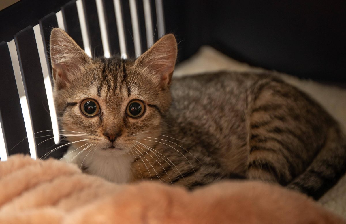 Tierheim Bochum: Katzen Schicksa