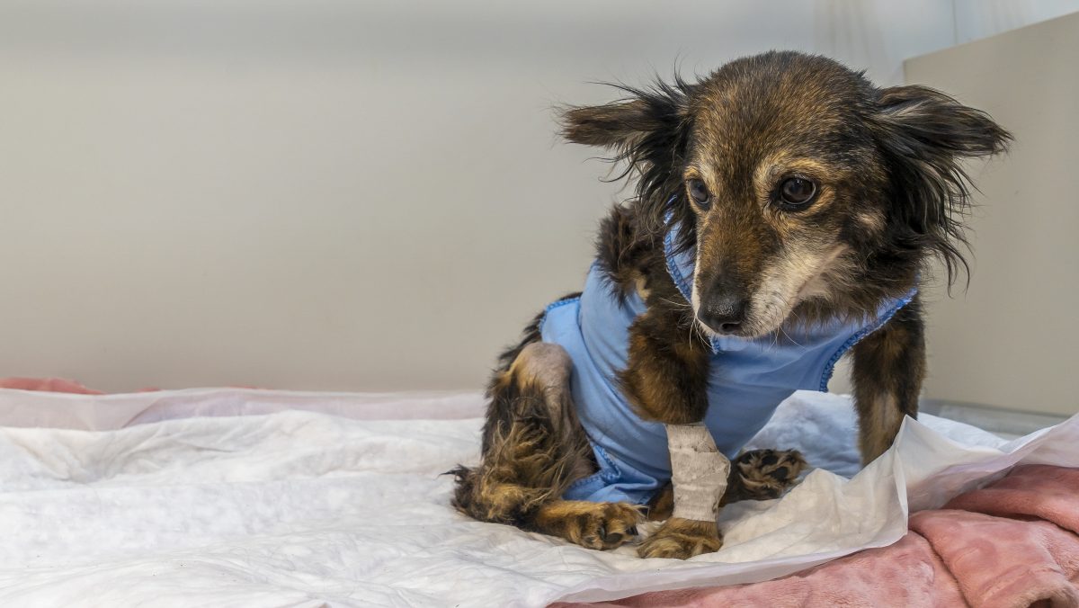 Hund in NRW wird von Schrotflinte angeschossen und hat bis heute 63 Schrotkugeln im Rücken. Das Tierheim Heinsberg pflegt ihn und möchte den Hund jetzt vermitteln.