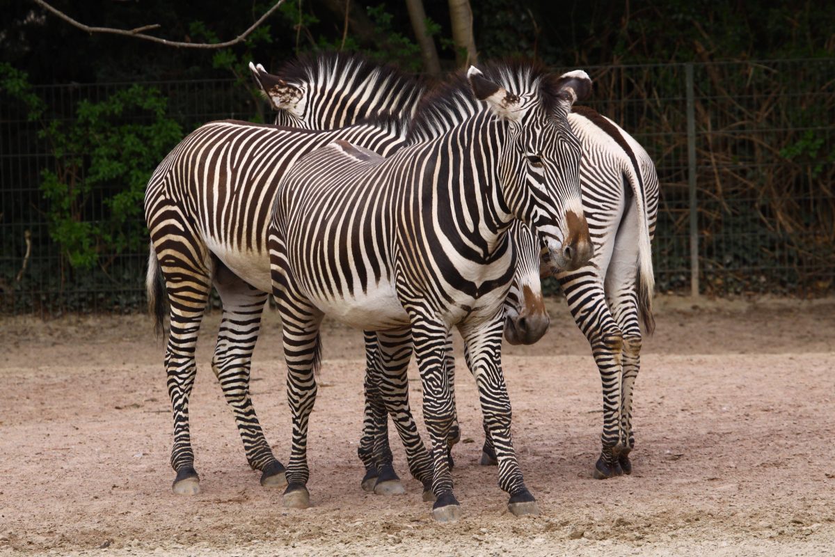 Zoo in NRW warnt vor Falle