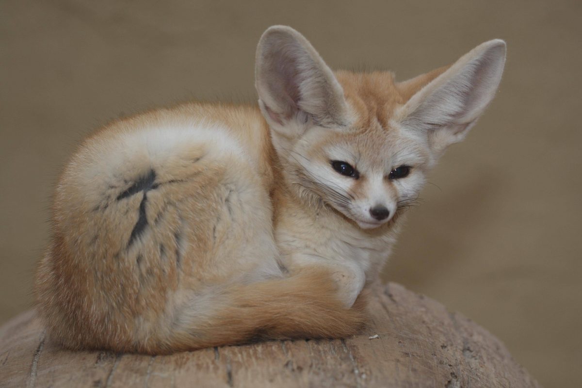 Zoo Dortmund