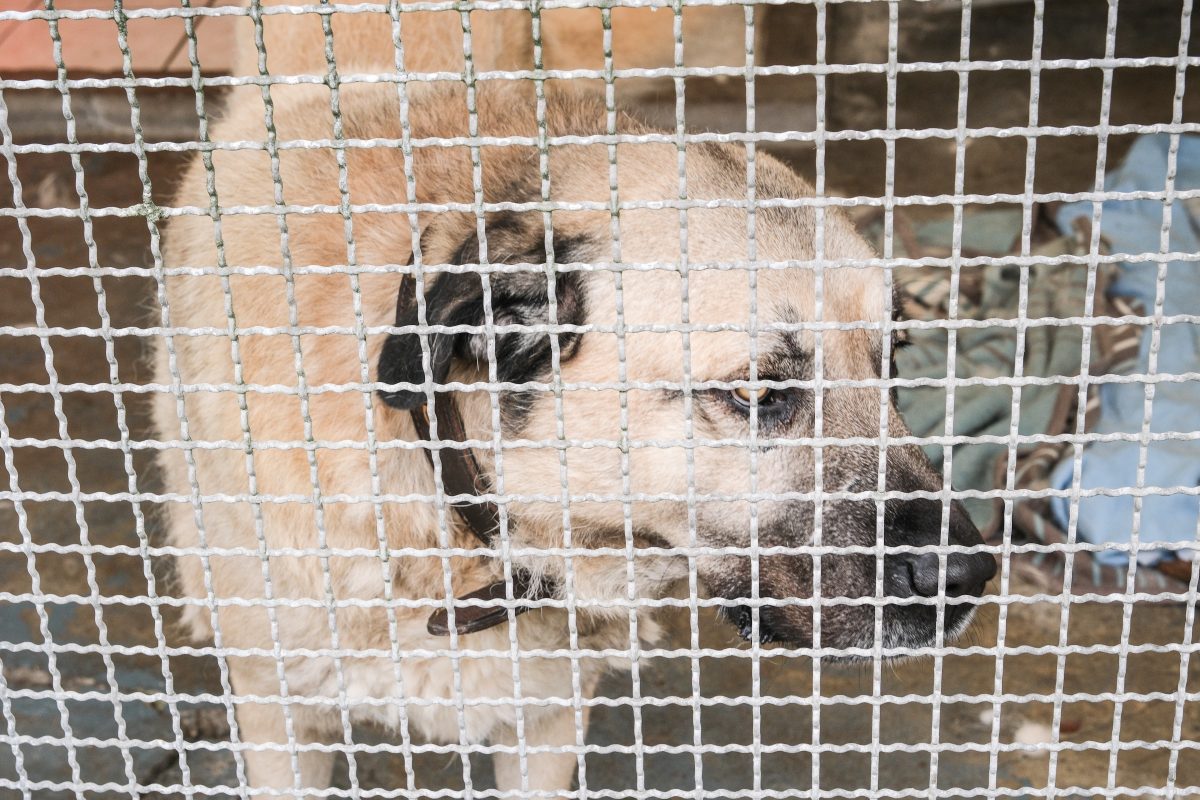 Hund im Tierheim Duisburg hinter Gittern