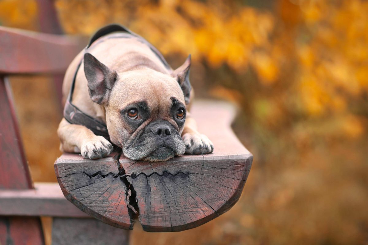 Mülheim: HIER sind Hunde plötzlich komplett verboten!