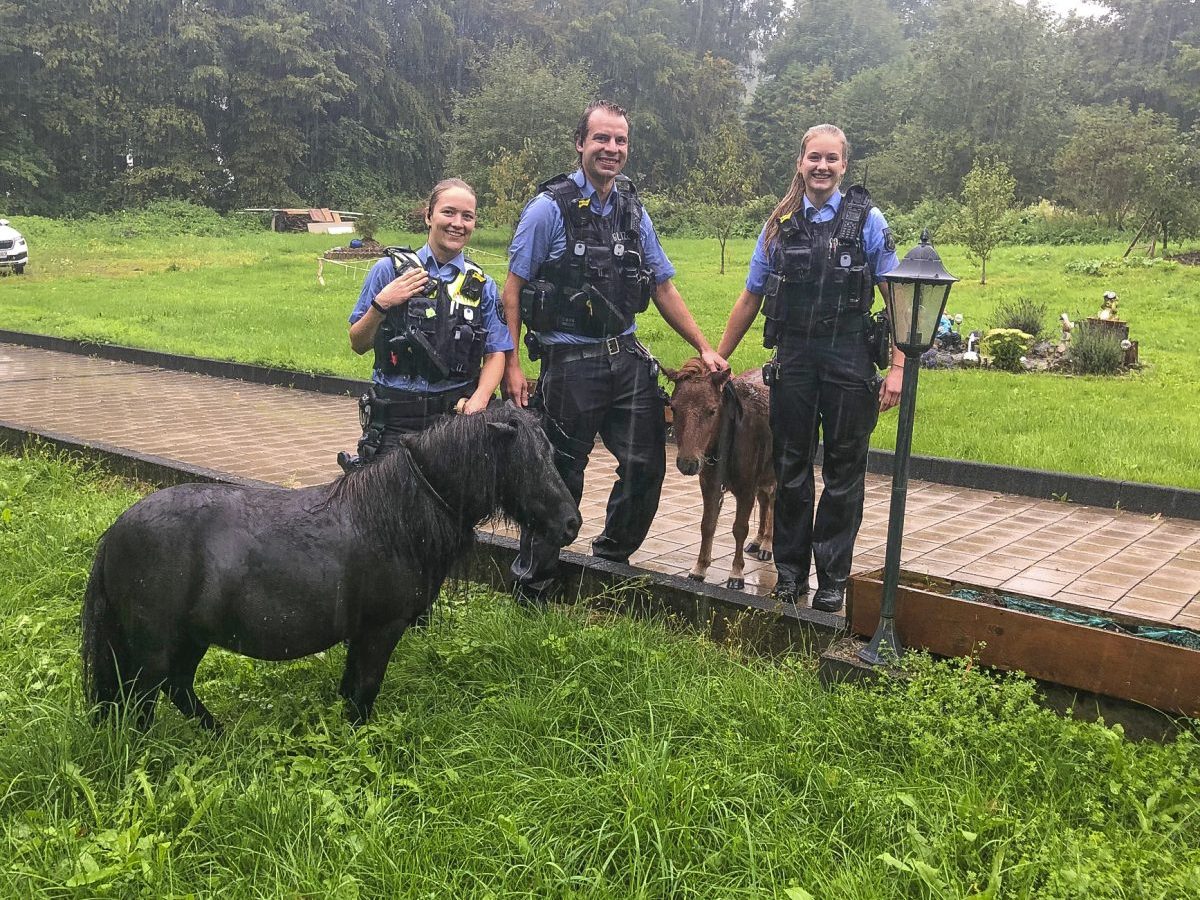 Zwei Ponys wurden vermutlich heute Morgen vom Gewitter erschreckt und trabten in Sanssouci an der B 229 über ein Grundstück. Die Polizei fing sie ein.