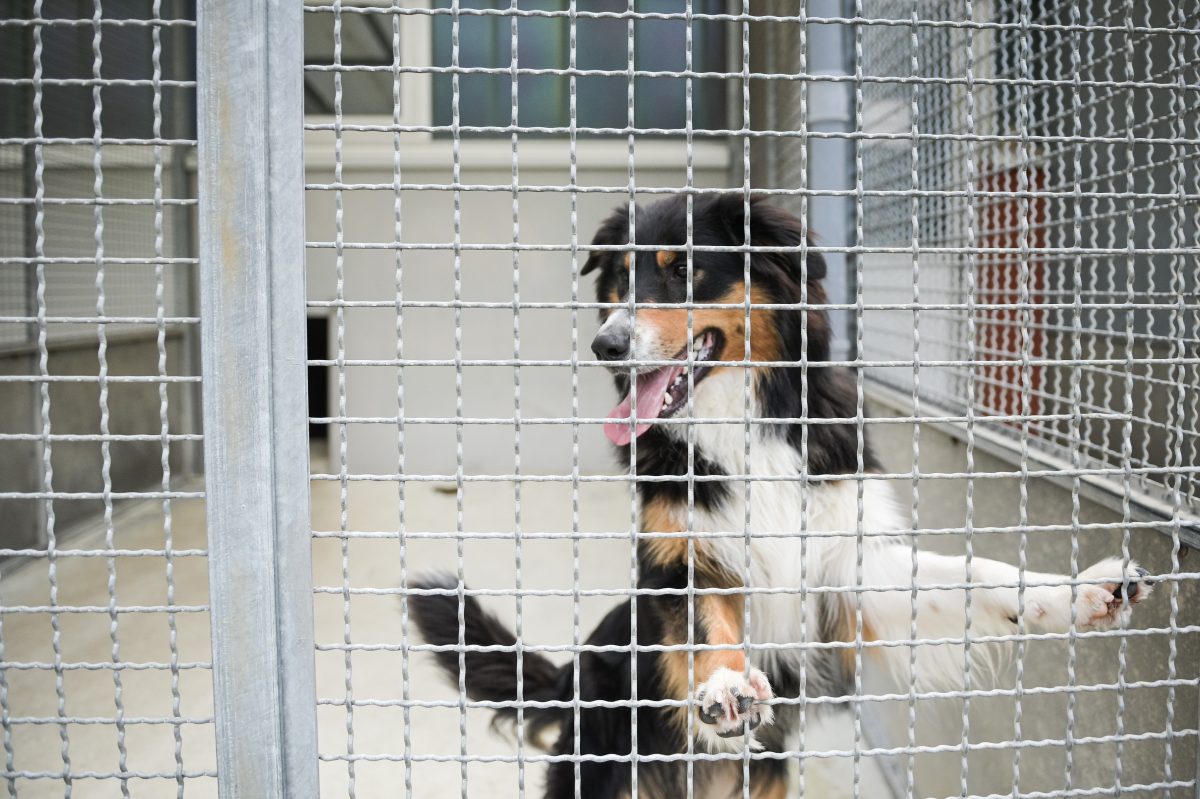 Hund im Tierheim Bochum