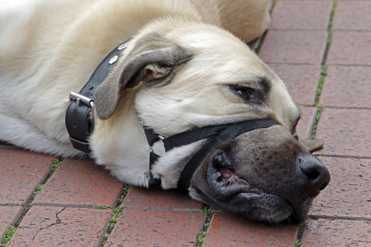 Tierheim Mülheim finden angeleinten und zurück gelassenen Kangal-Hund. Tierfreunde sind schockiert.